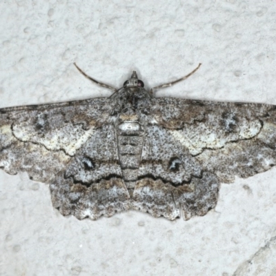 Cleora displicata (A Cleora Bark Moth (Boarmiini) at Ainslie, ACT - 17 Dec 2019 by jb2602