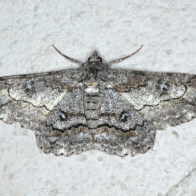 Cleora displicata (A Cleora Bark Moth) at Ainslie, ACT - 17 Dec 2019 by jbromilow50