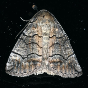 Dysbatus undescribed species at Ainslie, ACT - 17 Dec 2019
