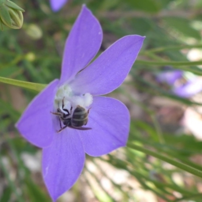 Lasioglossum (Chilalictus) sp. (genus & subgenus) (Halictid bee) at Aranda, ACT - 4 Nov 2014 by JanetRussell