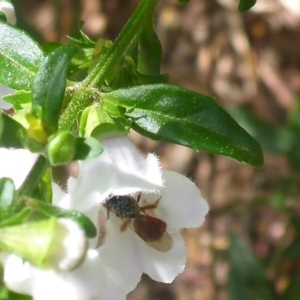 Exoneura sp. (genus) at Aranda, ACT - 4 Nov 2014