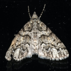 Lipogya exprimataria (Jagged Bark Moth) at Ainslie, ACT - 17 Dec 2019 by jbromilow50
