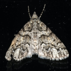 Lipogya exprimataria (Jagged Bark Moth) at Ainslie, ACT - 17 Dec 2019 by jb2602