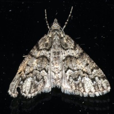 Lipogya exprimataria (Jagged Bark Moth) at Ainslie, ACT - 17 Dec 2019 by jbromilow50