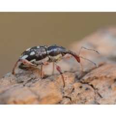 Aoplocnemis rufipes (A weevil) at Namadgi National Park - 7 Dec 2019 by kdm