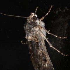 Agrotis munda (Brown Cutworm) at Ainslie, ACT - 17 Dec 2019 by jbromilow50