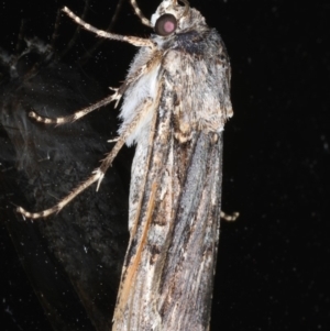 Agrotis munda at Ainslie, ACT - 17 Dec 2019