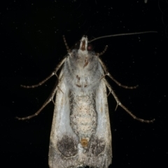 Agrotis munda at Ainslie, ACT - 17 Dec 2019