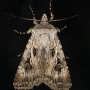 Agrotis munda at Ainslie, ACT - 17 Dec 2019