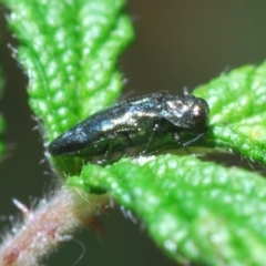 Aaaaba fossicollis (Raspberry jewel beetle) at Brindabella National Park - 18 Dec 2019 by Harrisi