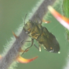 Aaaaba fossicollis at Cotter River, ACT - 18 Dec 2019