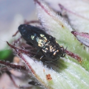 Aaaaba fossicollis at Cotter River, ACT - 18 Dec 2019