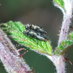 Aaaaba fossicollis at Cotter River, ACT - 18 Dec 2019 11:39 PM