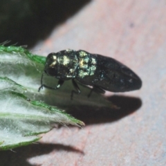 Aaaaba fossicollis at Cotter River, ACT - 18 Dec 2019