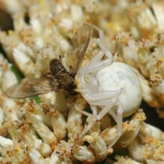 Thomisus spectabilis (Spectacular Crab Spider) at Hackett, ACT - 17 Dec 2019 by TimL