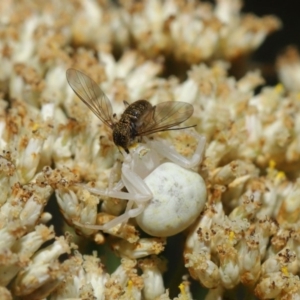 Thomisus spectabilis at Hackett, ACT - 17 Dec 2019