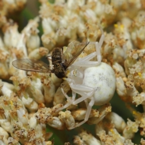 Thomisus spectabilis at Hackett, ACT - 17 Dec 2019