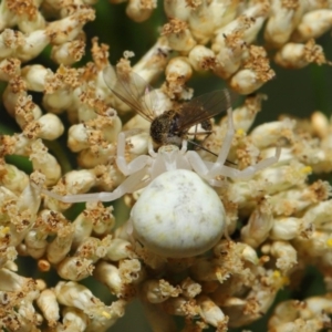 Thomisus spectabilis at Hackett, ACT - 17 Dec 2019