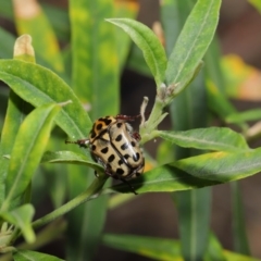 Neorrhina punctata at Acton, ACT - 17 Dec 2019