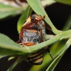 Neorrhina punctata at Acton, ACT - 17 Dec 2019