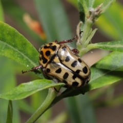 Neorrhina punctata at Acton, ACT - 17 Dec 2019