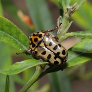 Neorrhina punctata at Acton, ACT - 17 Dec 2019