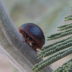 Dicranosterna immaculata (Acacia leaf beetle) at Tennent, ACT - 11 Nov 2019 by michaelb