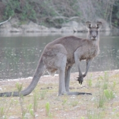 Macropus giganteus (Eastern Grey Kangaroo) at Tennent, ACT - 11 Nov 2019 by michaelb
