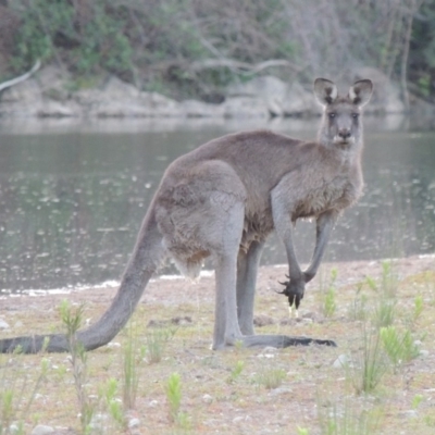 Macropus giganteus (Eastern Grey Kangaroo) at Gigerline Nature Reserve - 11 Nov 2019 by michaelb