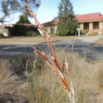 Sorghum leiocladum (Wild Sorghum) at Pollinator-friendly garden Conder - 5 Dec 2019 by michaelb