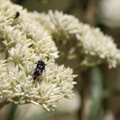 Mordella dumbrelli (Dumbrell's Pintail Beetle) at Sullivans Creek, O'Connor - 16 Dec 2019 by cherylhodges