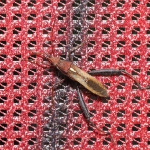 Melanacanthus scutellaris at Acton, ACT - 17 Dec 2019