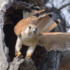 Falco cenchroides (Nankeen Kestrel) at Symonston, ACT - 19 Dec 2019 by Marthijn