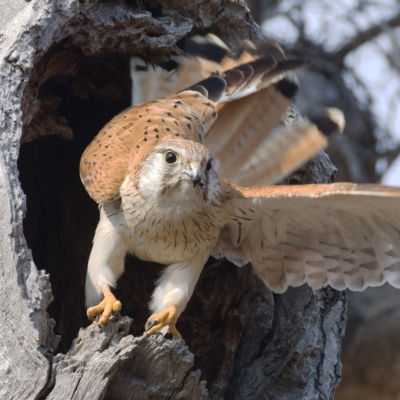 Falco cenchroides (Nankeen Kestrel) at Symonston, ACT - 19 Dec 2019 by Marthijn