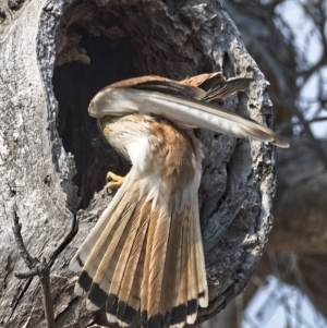 Falco cenchroides at Symonston, ACT - 19 Dec 2019