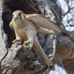 Falco cenchroides at Symonston, ACT - 19 Dec 2019 09:08 AM