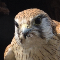 Falco cenchroides at Symonston, ACT - 19 Dec 2019 09:08 AM