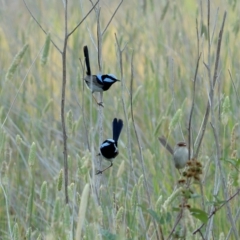 Malurus cyaneus (Superb Fairywren) at Burradoo, NSW - 19 Dec 2019 by Snowflake