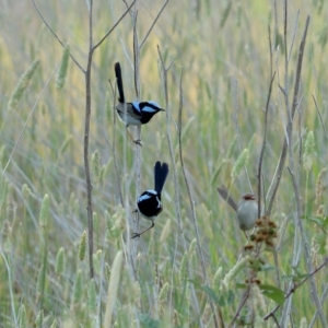 Malurus cyaneus at Burradoo, NSW - 19 Dec 2019