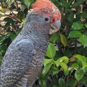 Callocephalon fimbriatum at Reid, ACT - 18 Dec 2019