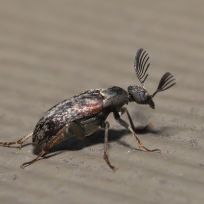 Ptilophorus sp. (genus) (Wedge-shaped beetle) at ANBG - 17 Dec 2019 by TimL