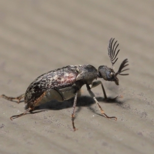 Ptilophorus sp. (genus) at Hackett, ACT - 17 Dec 2019