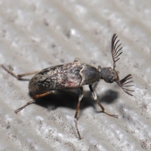 Ptilophorus sp. (genus) at Hackett, ACT - 17 Dec 2019