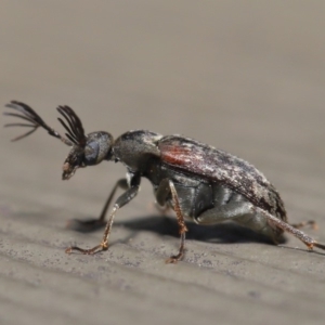 Ptilophorus sp. (genus) at Hackett, ACT - 17 Dec 2019