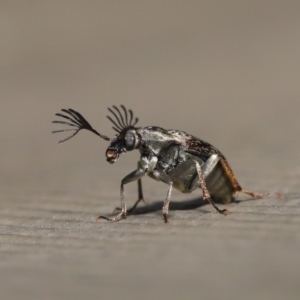 Ptilophorus sp. (genus) at Hackett, ACT - 17 Dec 2019