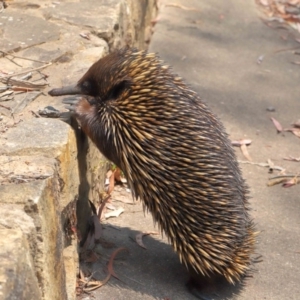 Tachyglossus aculeatus at Acton, ACT - 17 Dec 2019