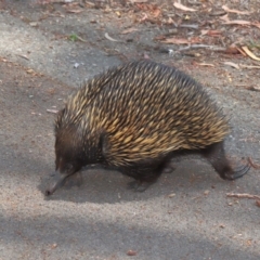 Tachyglossus aculeatus at Acton, ACT - 17 Dec 2019