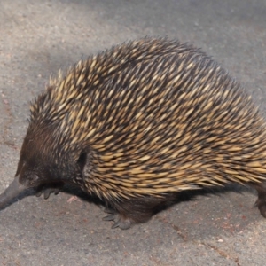 Tachyglossus aculeatus at Acton, ACT - 17 Dec 2019