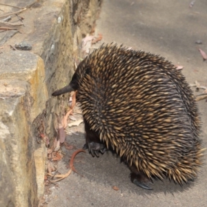 Tachyglossus aculeatus at Acton, ACT - 17 Dec 2019