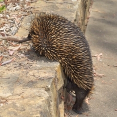 Tachyglossus aculeatus at Acton, ACT - 17 Dec 2019